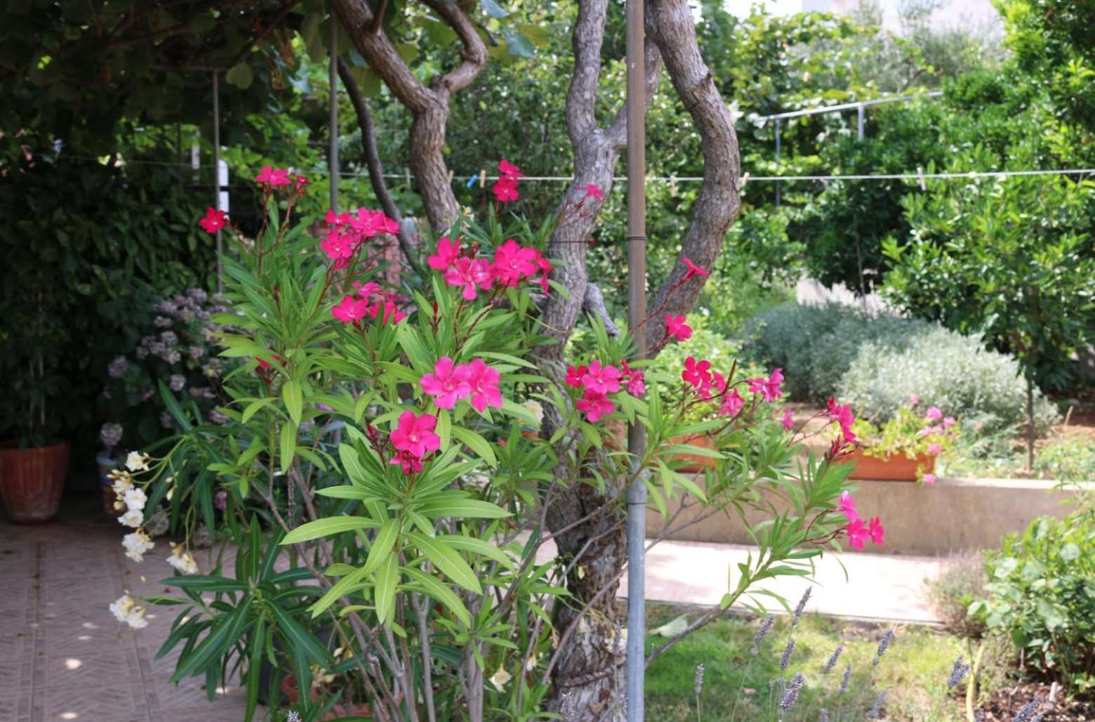 Villa Katarina Losinj Island Mali Lošinj Εξωτερικό φωτογραφία