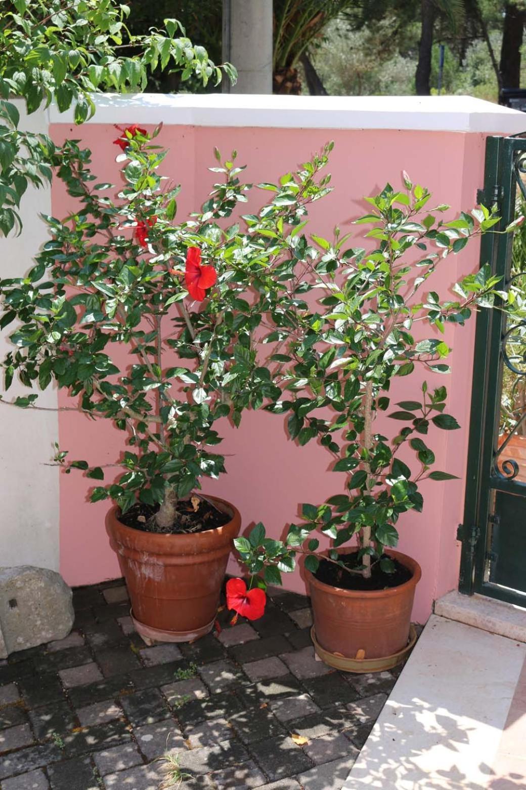 Villa Katarina Losinj Island Mali Lošinj Εξωτερικό φωτογραφία